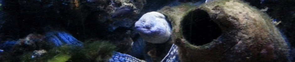 Moray eel in Monaco Aquarium