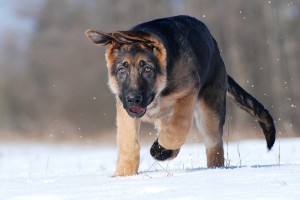 German Shepherd in Winter on Snow