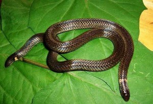 Snake with heads on each end